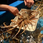 カニカニランド - ・活量り売り 活本ずわい蟹(500ｇ×２、（刺身、しゃぶしゃぶ、炭火焼、かに味噌））