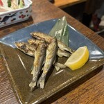 たぬき ラクーンドッグ - 