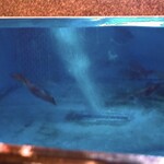 大漁活魚・ほうらい茶屋 - 