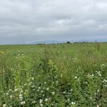 レークヒル・ファーム - 