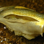 鮨 ほしやま - シンコ