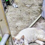 カレーカフェ あおぞらパパド - 