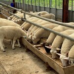 ラム焼肉専門店 lamb ne - 