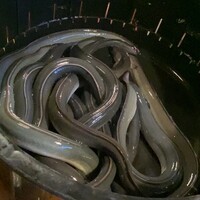 日本料理 梅林 - 