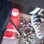 天ぷら 大吉 なんば店 - 足下には貝殻が散らばってます（笑）