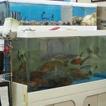 居酒屋 らくがき - 水槽