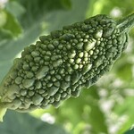 インデアンレストラン  ニューミラ - 