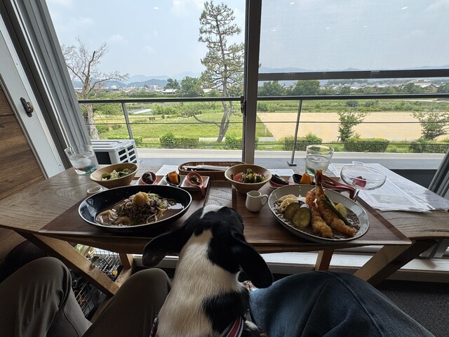 ドッグフード sora ドッグフードキアオラ ラム＆サーモン／900グラム | プチクラブ