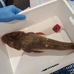 綿半 - 購入品　大きなコチおろして頂きお刺身でいただきました