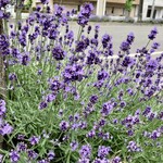 NOUILLES JAPONAISE とくいち - 