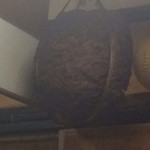 栄軒 - オブジェ。
なぜかスズメバチの巣