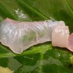 日本料理 十三蔵 - 平目の造りの間に木の芽（山椒の葉）が挟まれていて縁側もついていました。