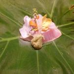 日本料理 十三蔵 - 