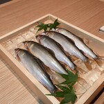 筒井 清寂 - 和良川の鮎