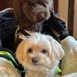 薬膳火鍋薔薇亭 - 