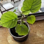 串焼き BUBU-TON - 