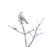 至仏山荘 - ウグイス