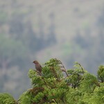 至仏山荘 - カヤクグリ
