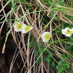 至仏山荘 - チングルマ