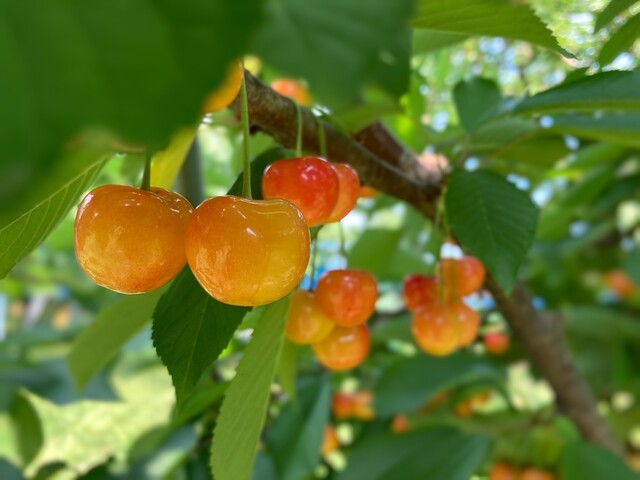 天童観光果樹園 - 高瀬（その他）の写真