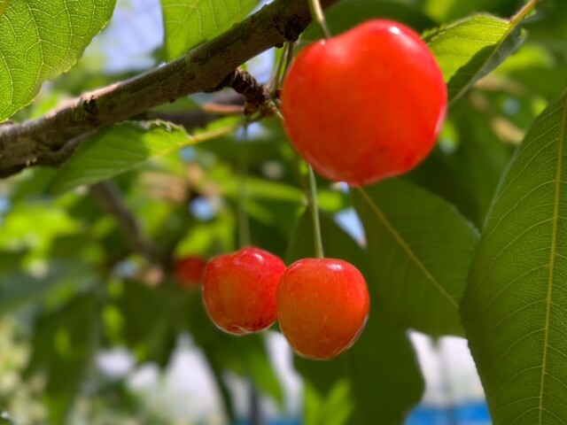 天童観光果樹園 高瀬店 &ndash; 四季のフルーツ体験とカフェ