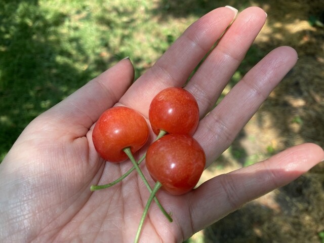 天童観光果樹園 - 高瀬（その他）の写真