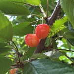 仲野観光果樹園 - 