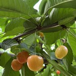 仲野観光果樹園 - 