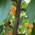 仲野観光果樹園 - 