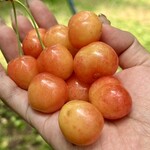 仲野観光果樹園 - 