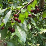 仲野観光果樹園 - 