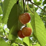 仲野観光果樹園 - 