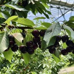 仲野観光果樹園 - 