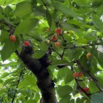 仲野観光果樹園 - 