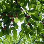 仲野観光果樹園 - 