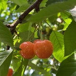 仲野観光果樹園 - 