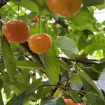 仲野観光果樹園 - 