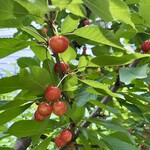 仲野観光果樹園 - 