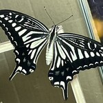 そば処 砂武縞 - 2025年ナミアゲハ59号、オス