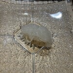 千住 しげ - いか