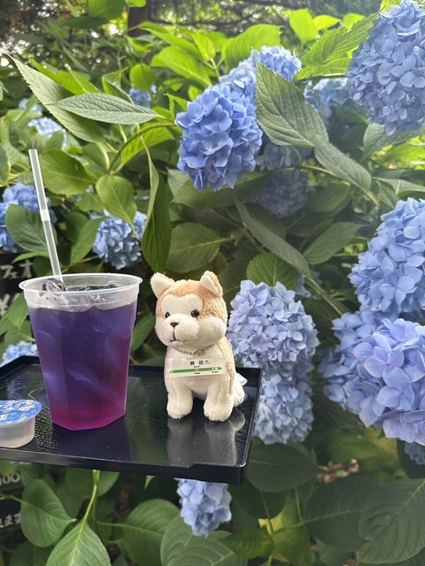 あじさいカフェ - 男鹿市その他（カフェ）の写真