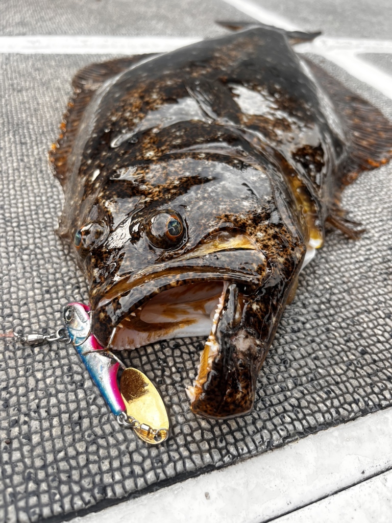 リップルエフェクト アガベ リップルエフェクト | カトーエンゲー