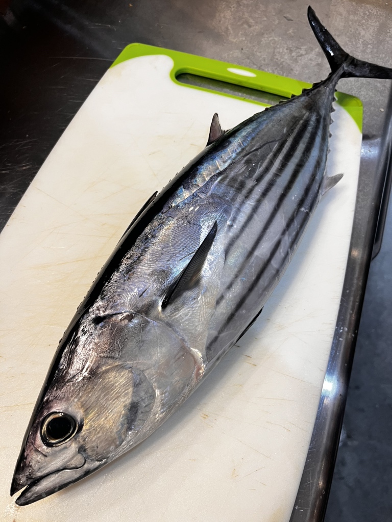 リップルエフェクト アガベ リップルエフェクト | カトーエンゲー