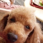 ル･クロワッサン - 