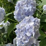 GENJIRO - 素敵な紫陽花 2025.7.