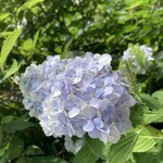 GENJIRO - 素敵な紫陽花 2025.7.