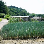 手打ち らーめん 響 - 自家栽培のネギ畑！！