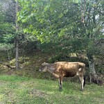 ペアツリーファームカフェ - ミルクを出してくれる牛さん