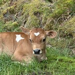 ペアツリーファームカフェ - おでこの❤︎がかわいい牛くん