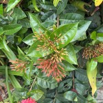 笑味の店 - これは初めて見ました